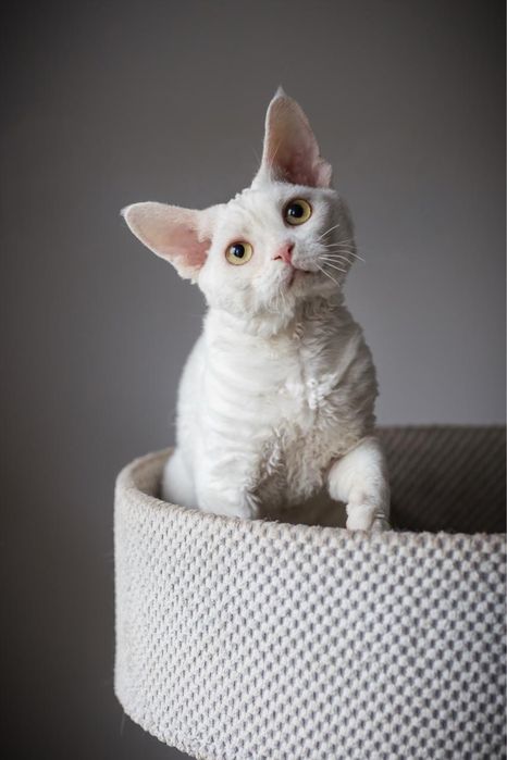 Kocur Devon Rex - Biały - Tęczowy Agat