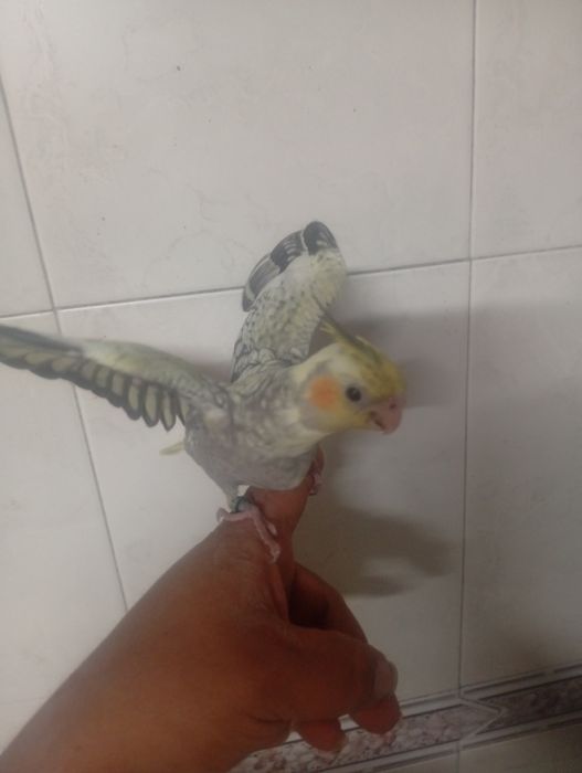 Aves domesticadas