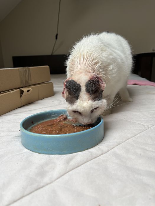 Biała czarna kotka bez uszu wykastrowana adopcja szuka domu