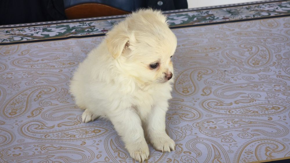 Chihuahua branco macho de pelo comprido