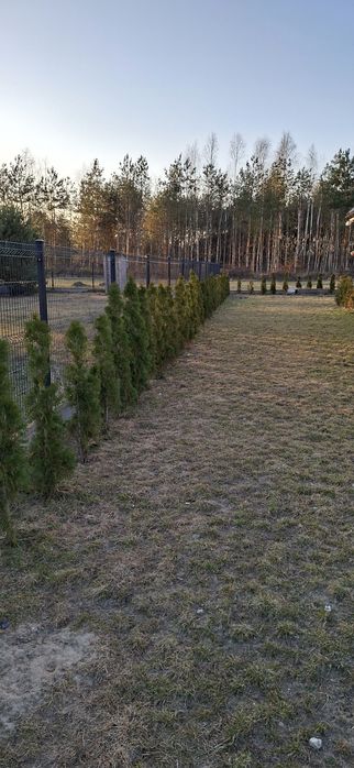 Tuje Ponad 220 sztuk czytaj opis