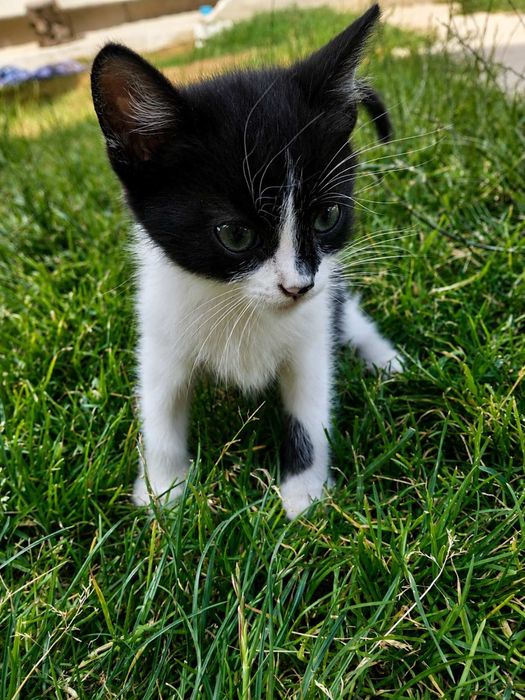 відаю котика в добрі руки безкоштовно