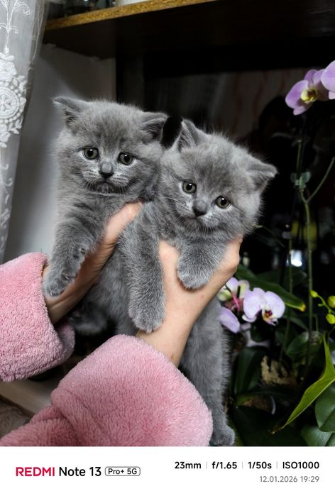 Шотландські кошенята