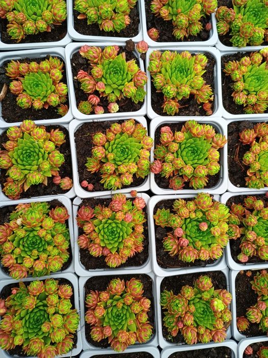 Taniej nie bedzie sukulenty Rojniki w doniczkach