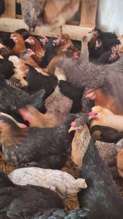 KURY NIOSKI Młode z pierwszym jajkiem.HURT-DETAL.Ferma Drobiu.