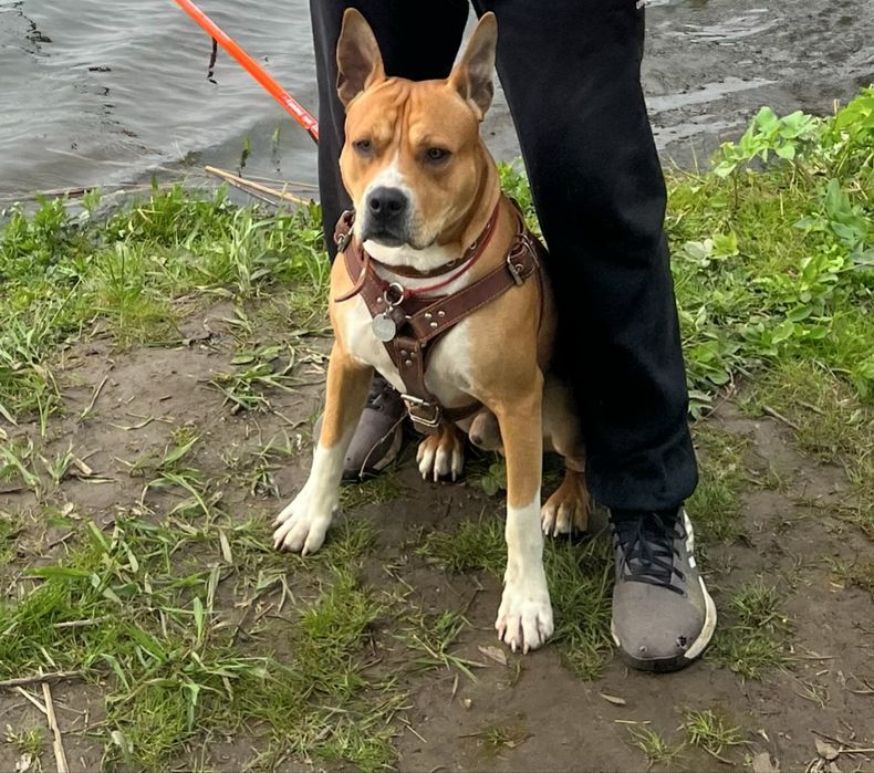 Симпатичний кавалер шукає подругу для вʼязки