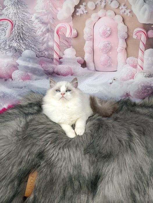 Ragdoll Kocurek blue bicolor FIFE FPL