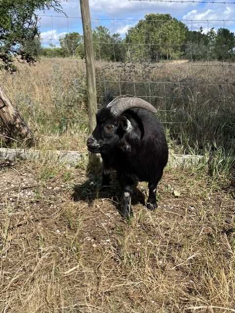 Cabras anãs, machos