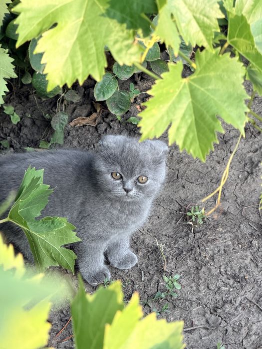 Британські кошенята