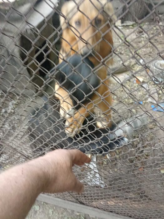 Отдам бесплатно суку 2года и  щенка 7 месяцев.