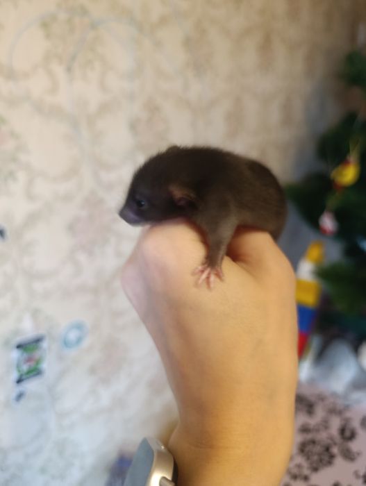 Продаються ручні крисенята.