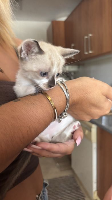 gatinho siames bebe