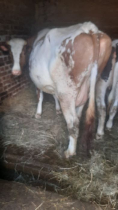 Продам Уманьський р-н годувальницю мілку