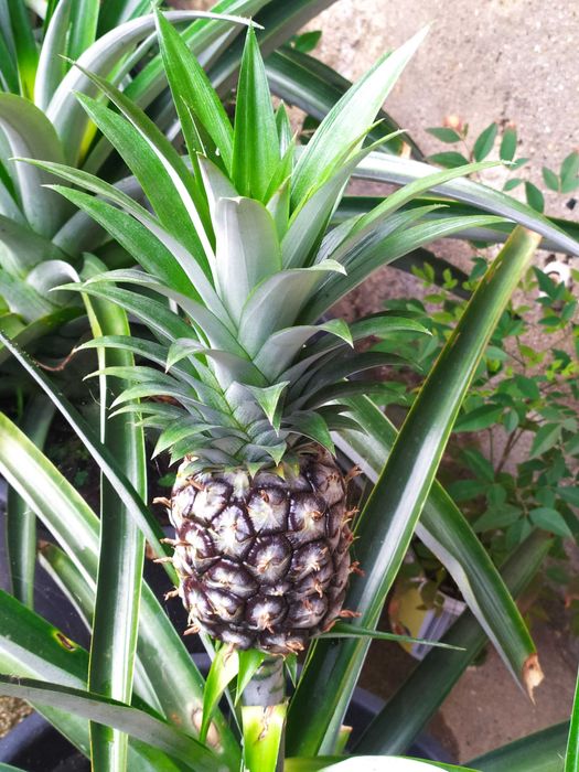 Vendo planta de abacaxi com fruto.