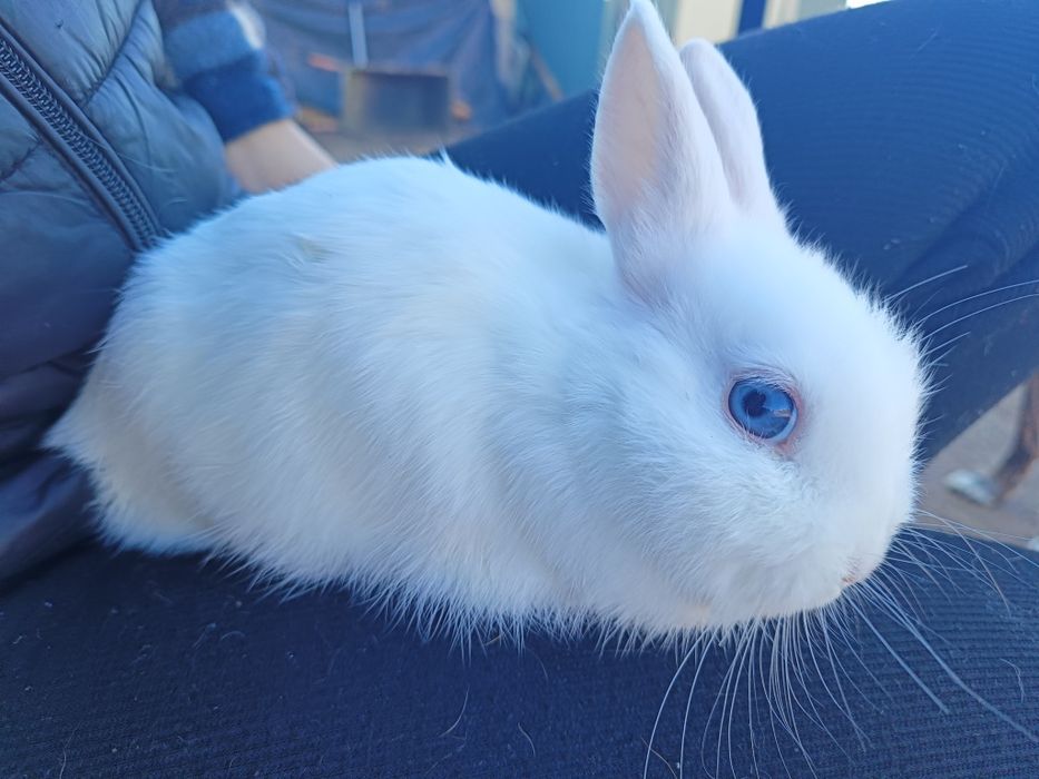 Coelhos anões holandês