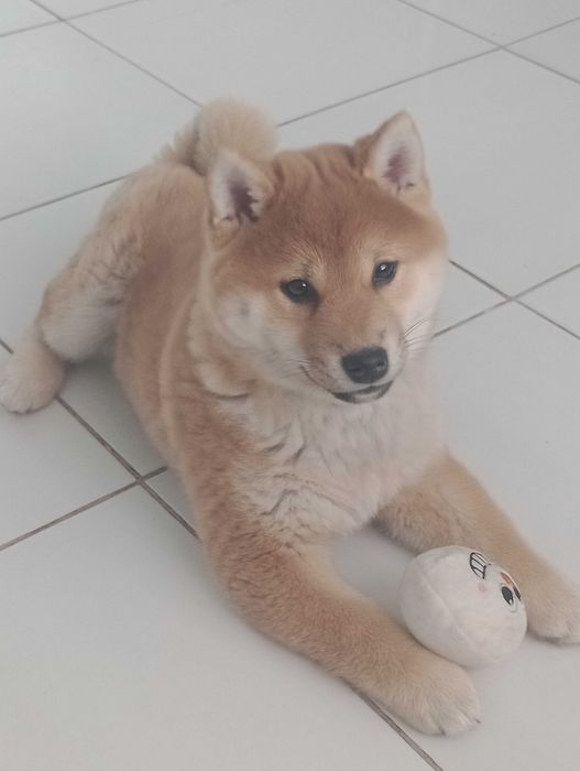 Suczka rasy Shiba Inu z metryką ZKwP