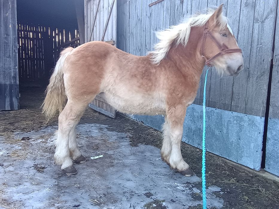 Źrebica kasztanka 11 miesięcy