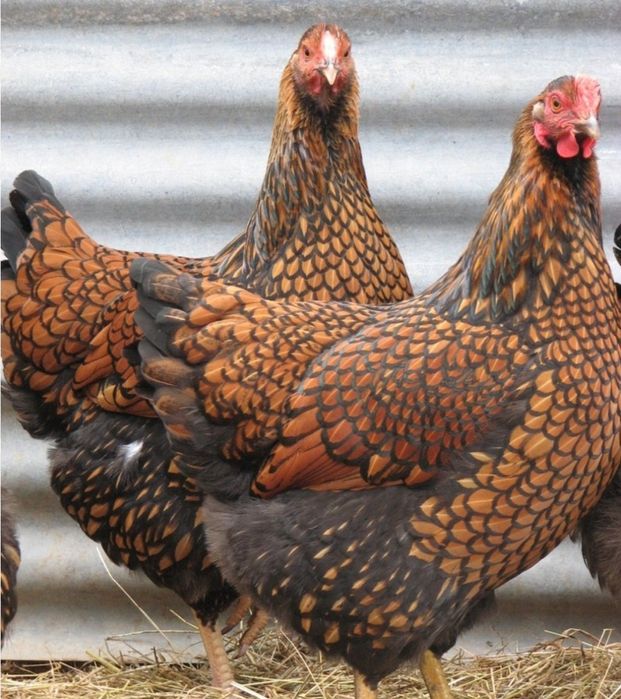 Інкубаційне яйце Віандот червоне золото