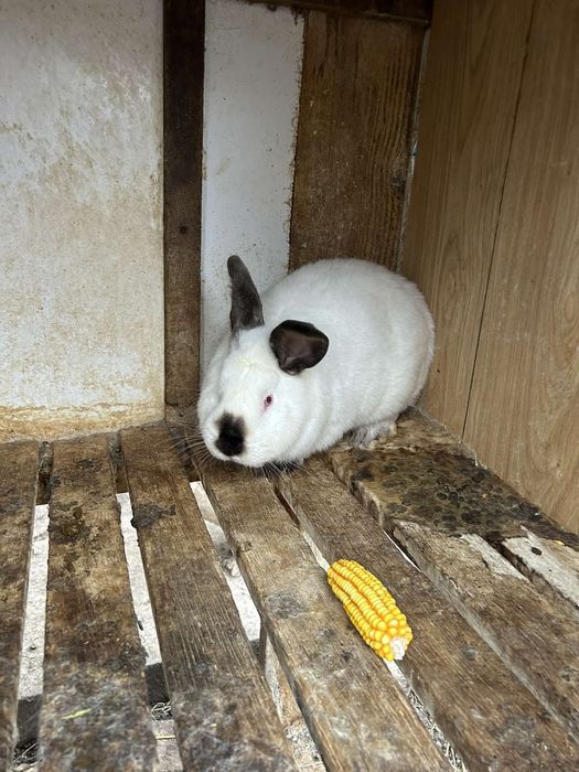 Кролики Каліфорнія