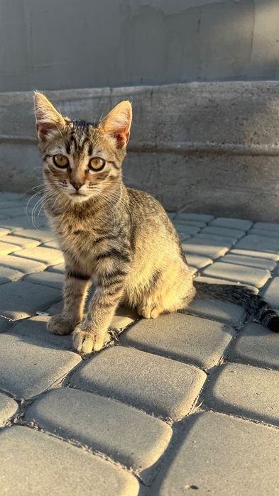 Кошенята Безкоштовно