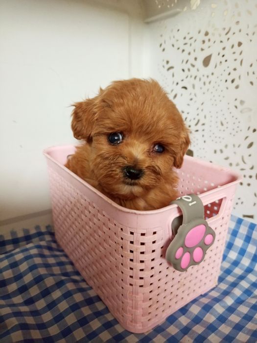 Крихітки Хлопчик і дівчинка мікро