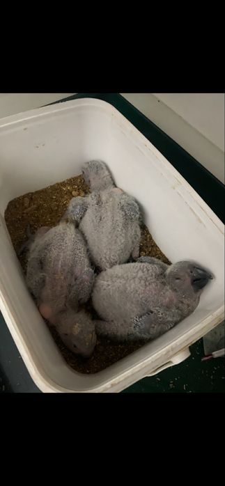 Papagaios cinzentos