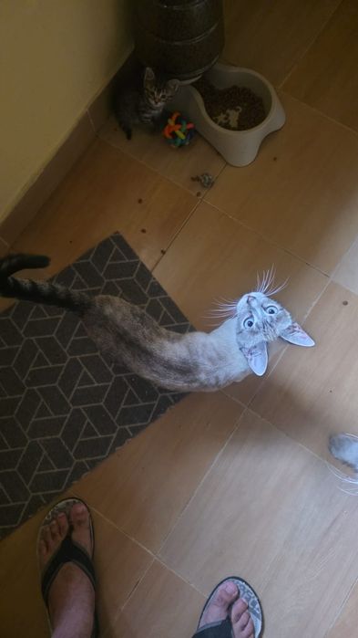 Dou gatas 3 i 1 gato