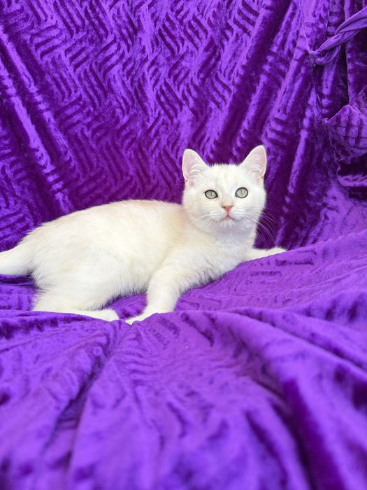 British shorthair  macho