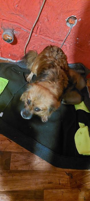 Oddam 3 suczki w dobre ręce