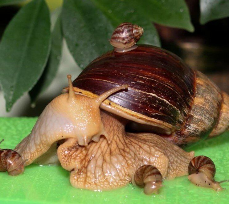 Улитки Ахатины бесплатно