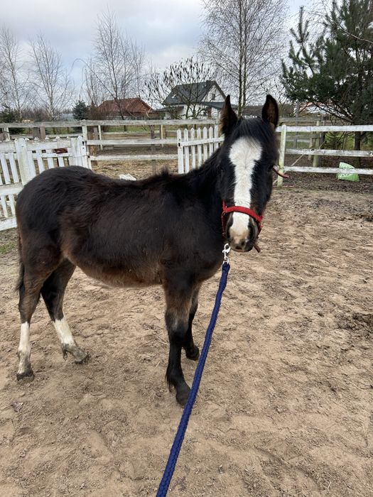 Sprzedam  ogierka lub zamiana