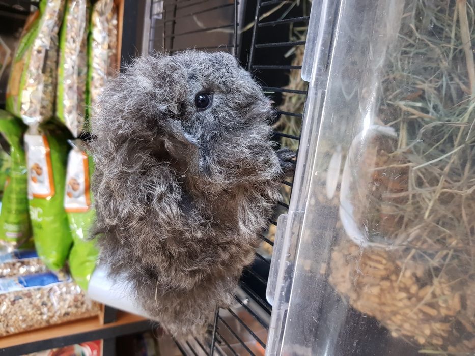 Świnki morskie, świnka merino/alpaka