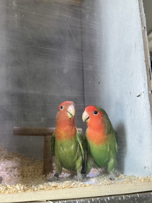 Casal agapornis long