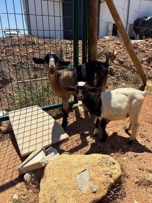 Cabras e cabritos