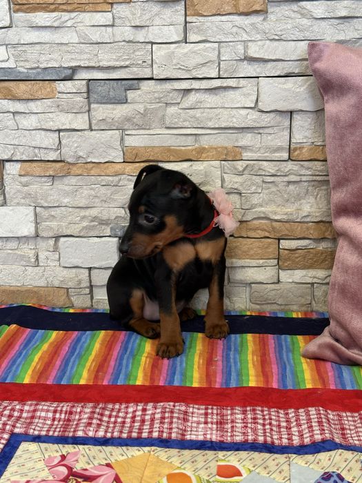 Щенки цвергпинчера. 2 мес привиты.