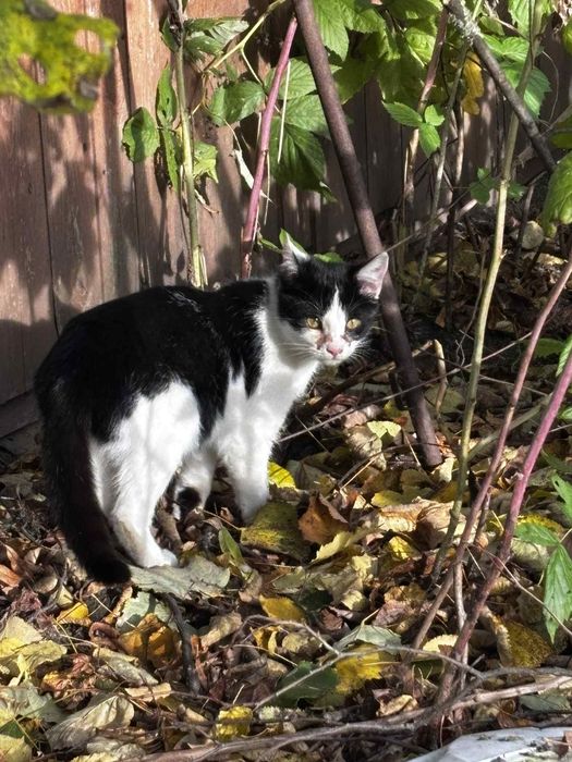 Odam kotki w dobre rece