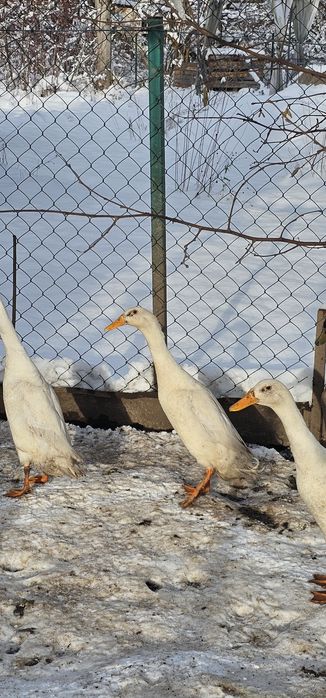 Продам або обміняю качура Індійський Бігунок