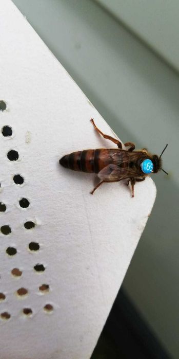 matki pszczele NU (jednodniówki)