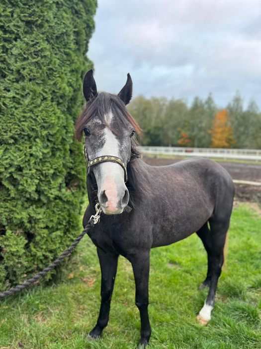 Klacz C grupa 4lata 140cm