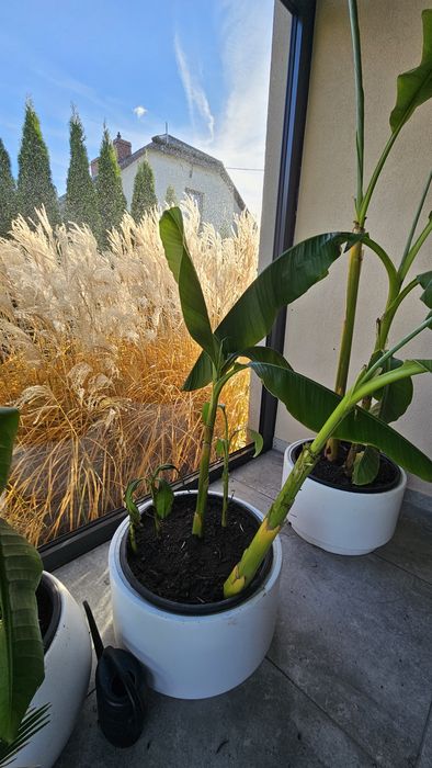 Bananowiec Musa Basjoo x 4