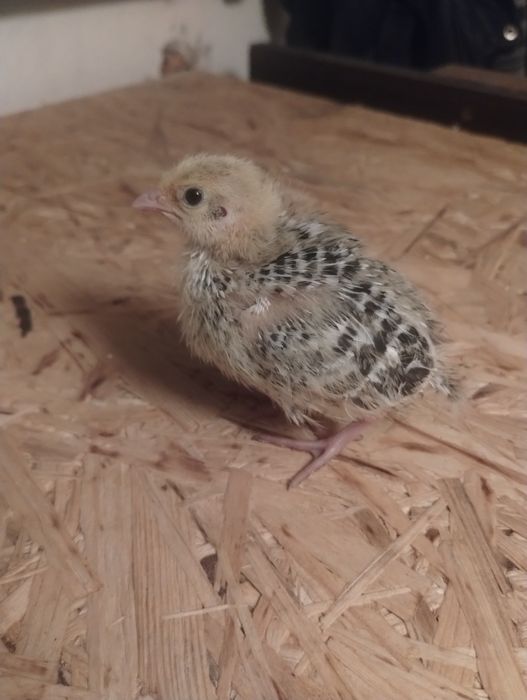 Przepiórka japońska