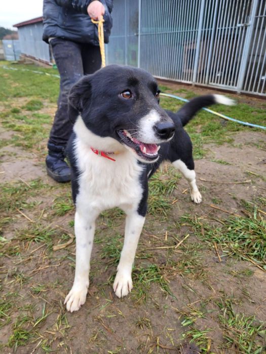 Piękny Olaf szuka domu