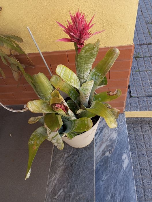 Bromélia  muito bonita