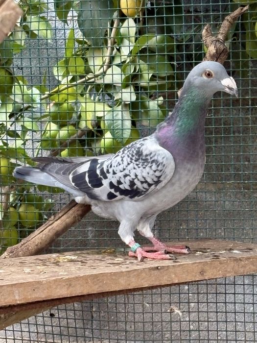 Casais - pombos correios linha antiga