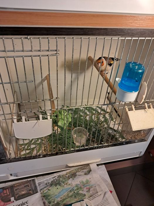 Sprzedam ptaka szczygla syberyjskiego