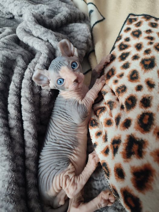 Продам котят канадский сфинкс