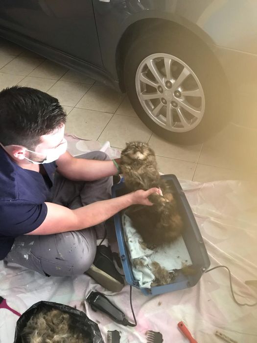 Treino canino GA