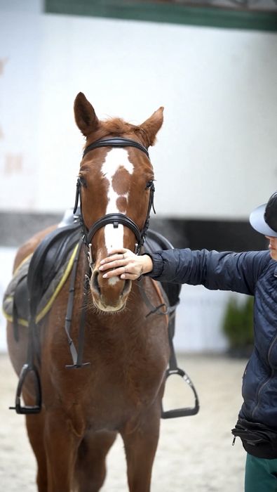 4-letni wałach wielkopolski do skoków