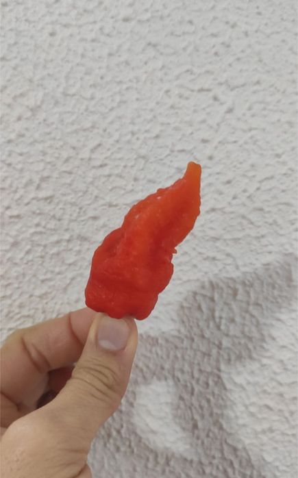 Várias pimentas exóticas