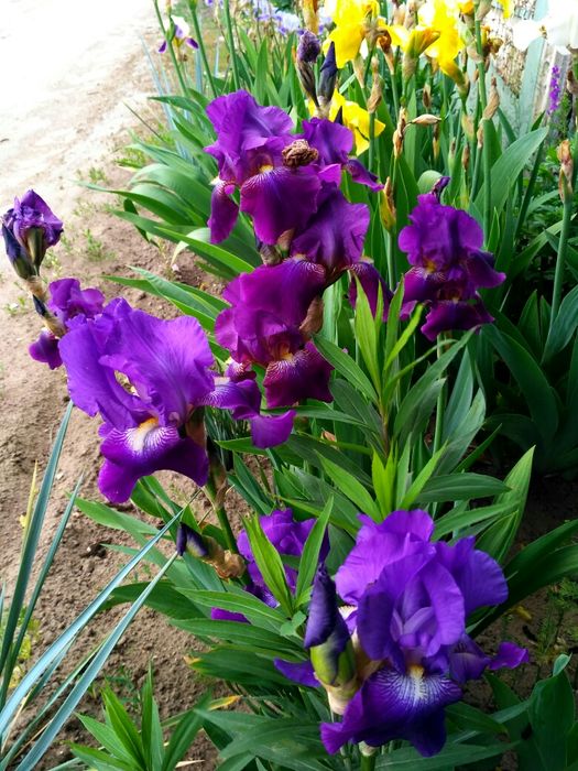 Ирис фиолетовый интересный